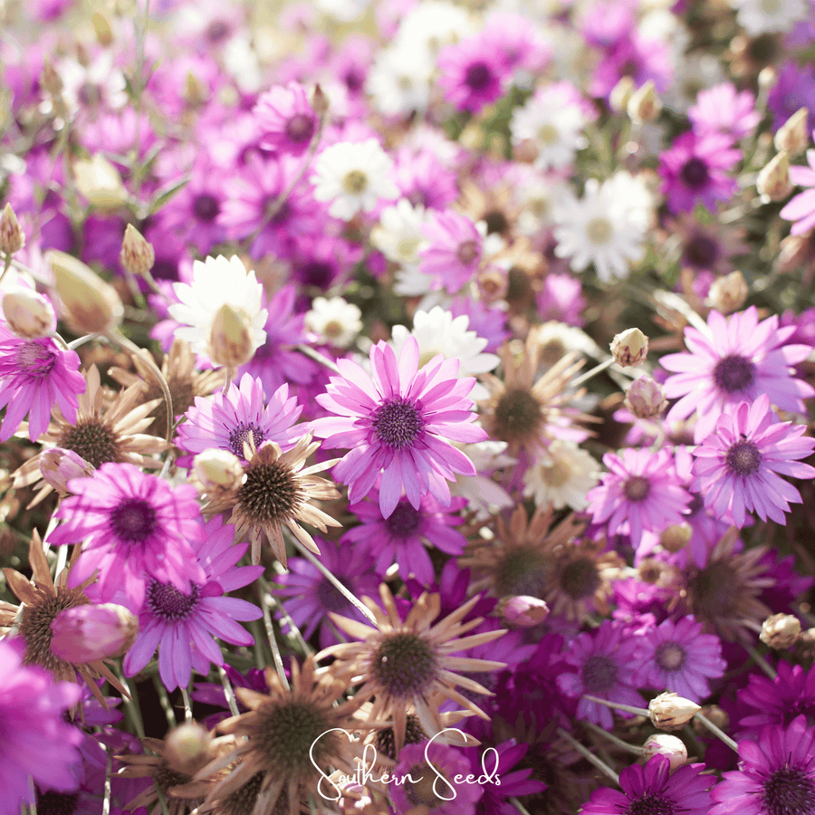 Immortelle Mix Xeranthemum