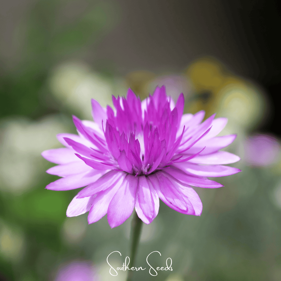 Immortelle Mix Xeranthemum