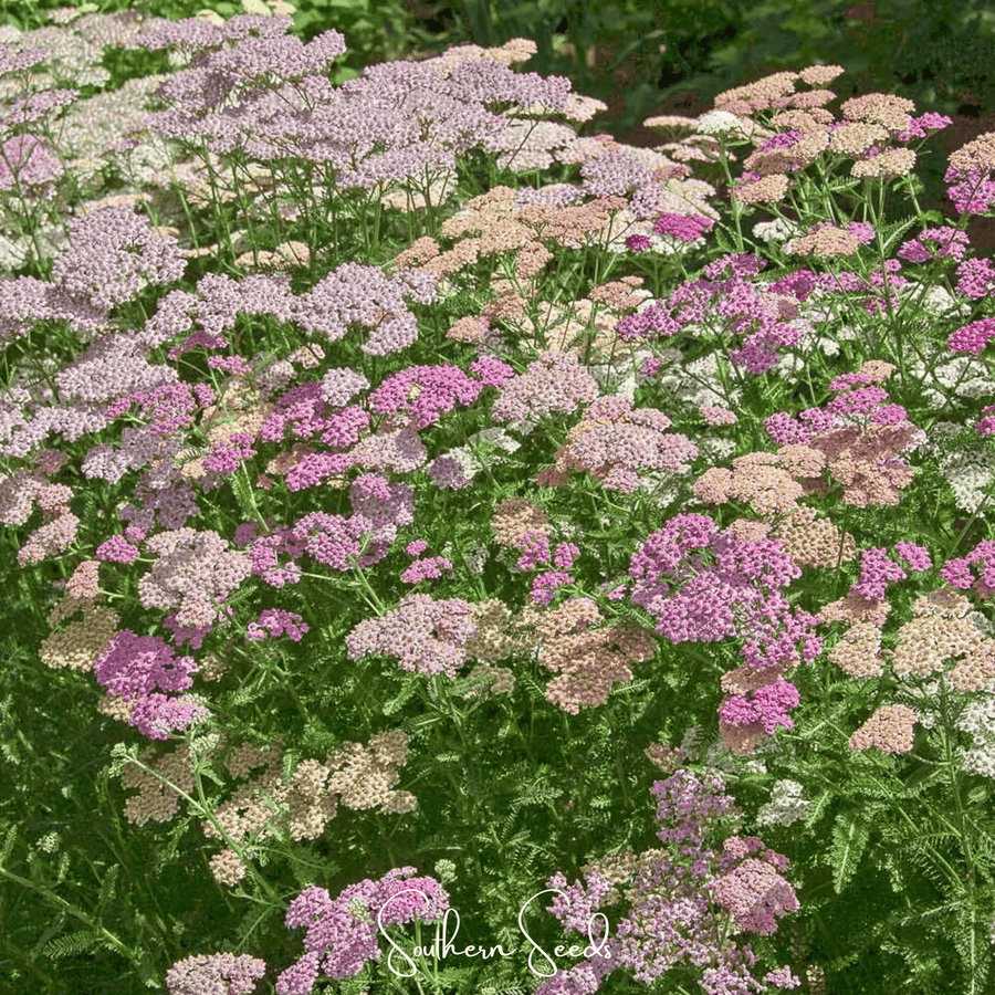Colorado Yarrow Mix – 50 Seeds