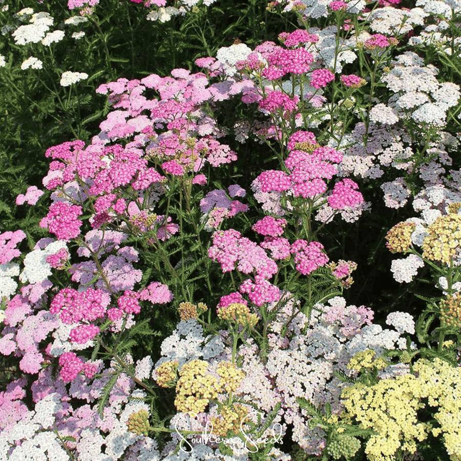 Summer Pastels Yarrow – 50 Seeds