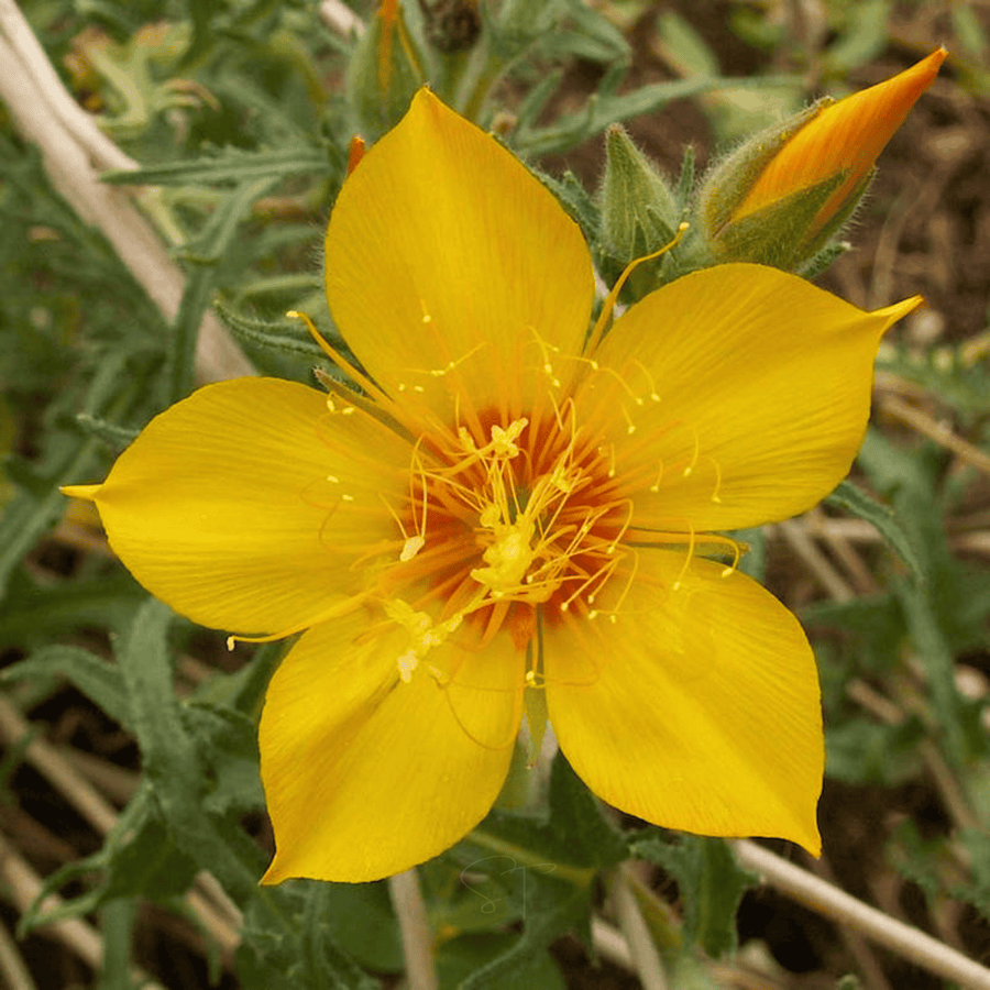 Yellow Blazing Star