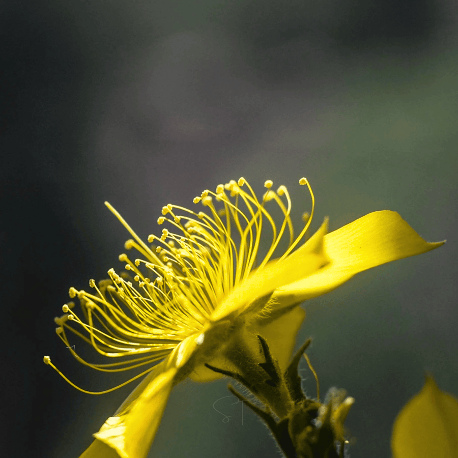 Yellow Blazing Star