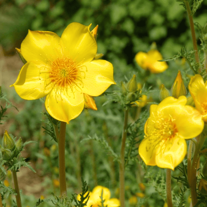 Yellow Blazing Star