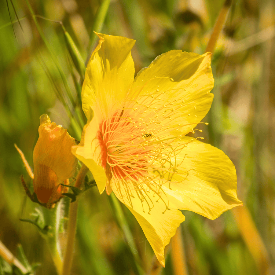 Yellow Blazing Star