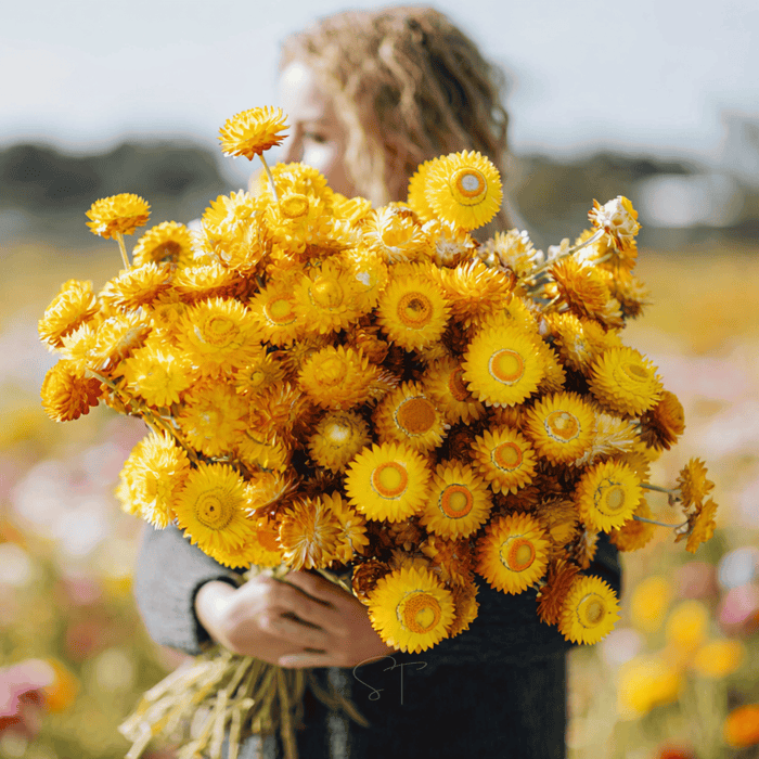 Yellow Strawflower