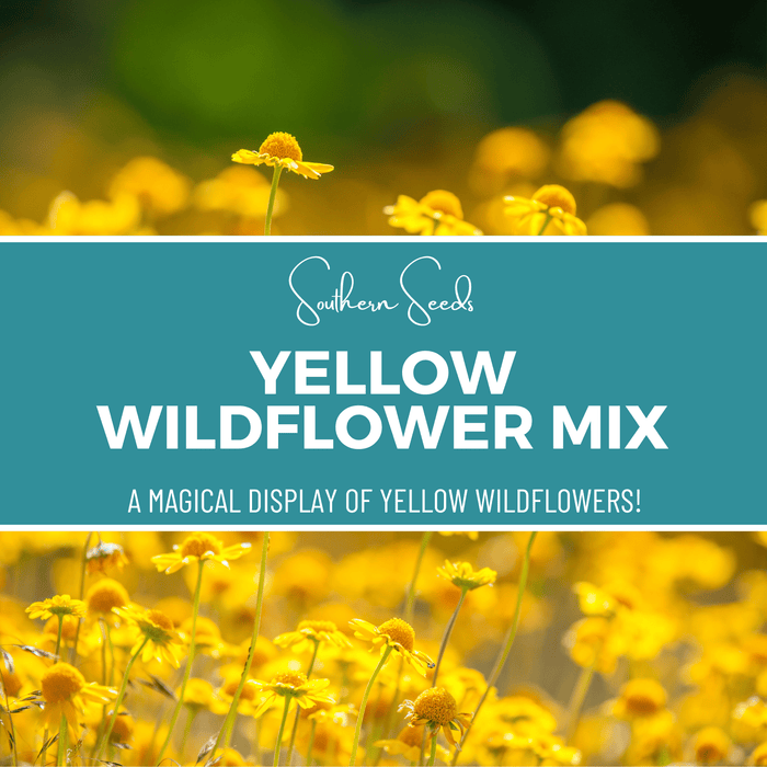 Yellow Wildflower Seed Mix