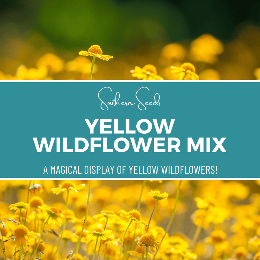 Yellow Wildflower Seed Mix