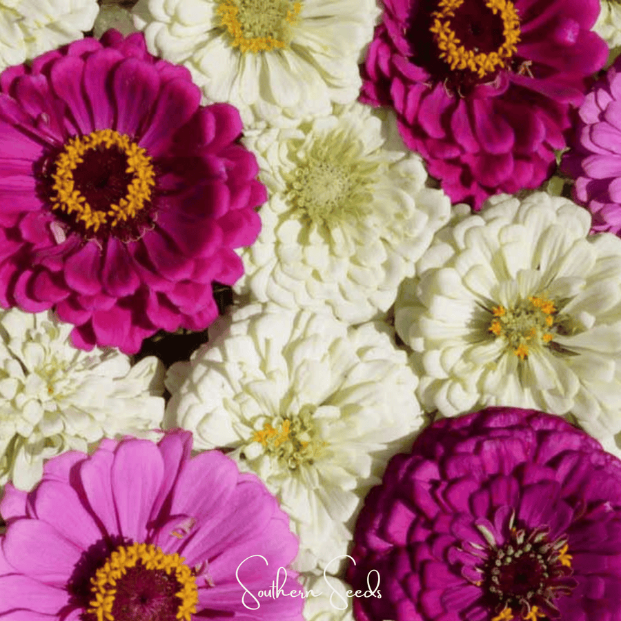 Blueberry Cheesecake Zinnia – 100 Seeds