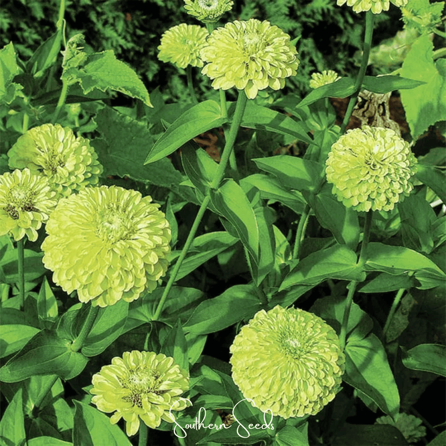 Envy Green Zinnia – 25 Seeds